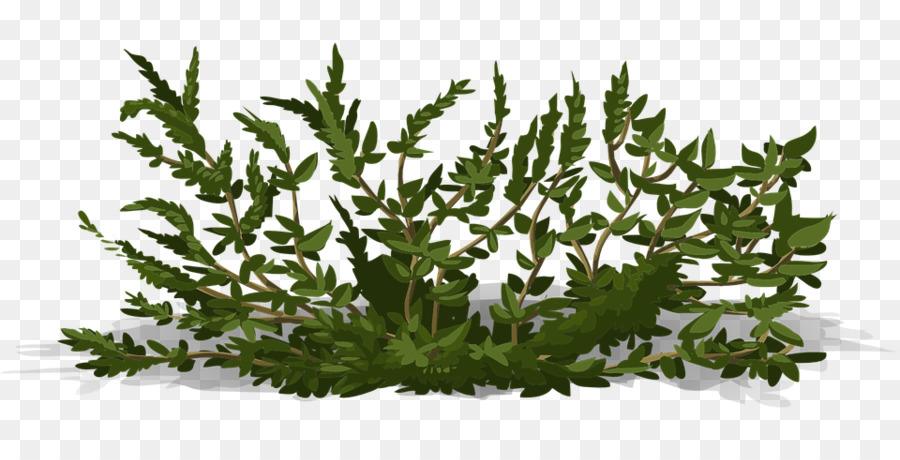 Plante Verte，Feuillage PNG