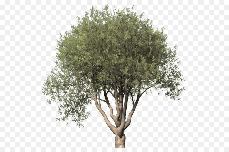 Arbre，Feuilles PNG