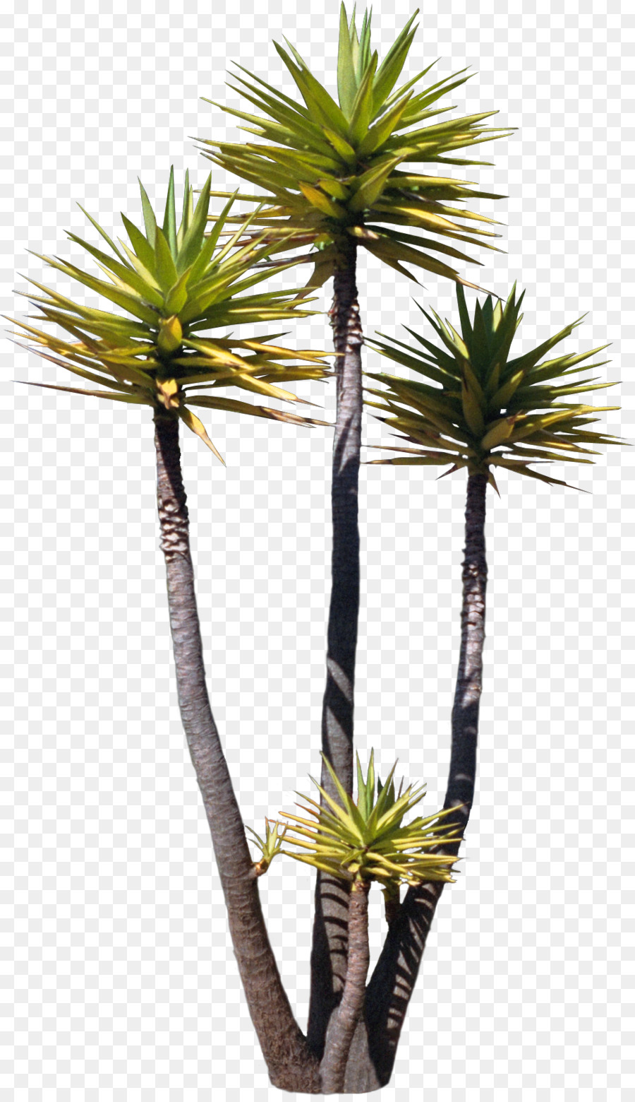 Arbre，Arecaceae PNG