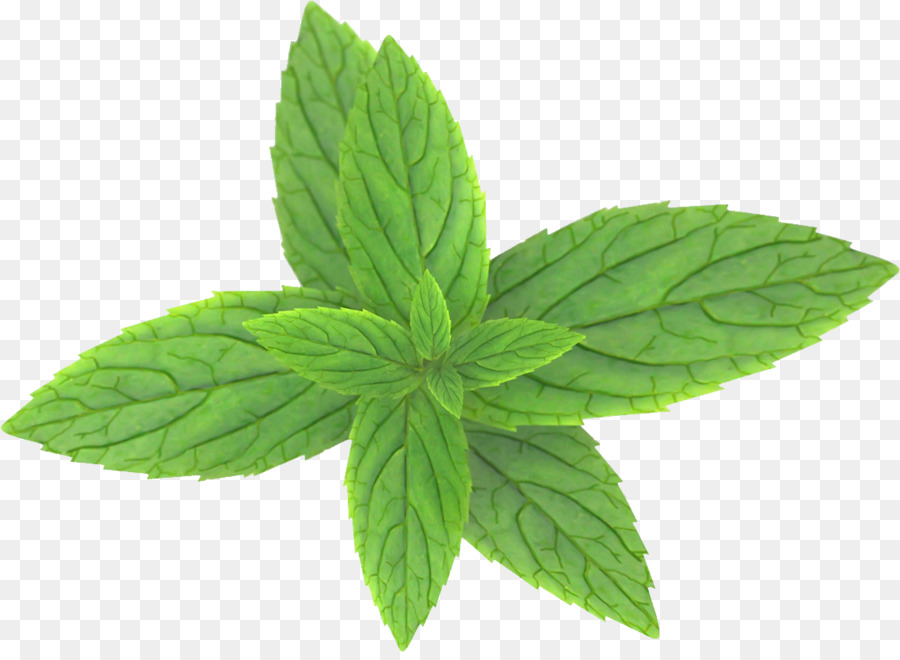 Feuilles De Menthe，Herbe PNG