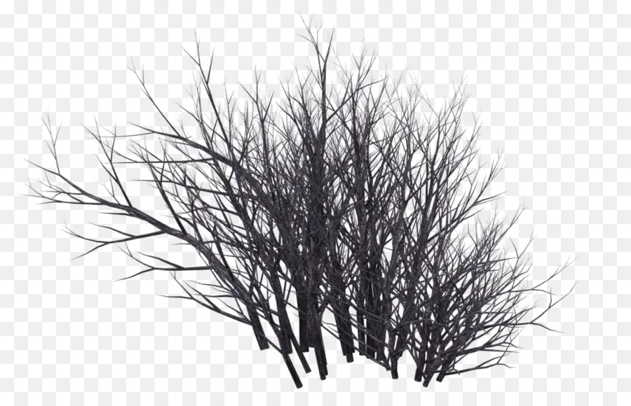 Arbres，Nu PNG