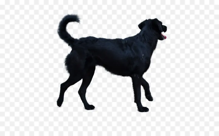 Chien Noir，Animal De Compagnie PNG