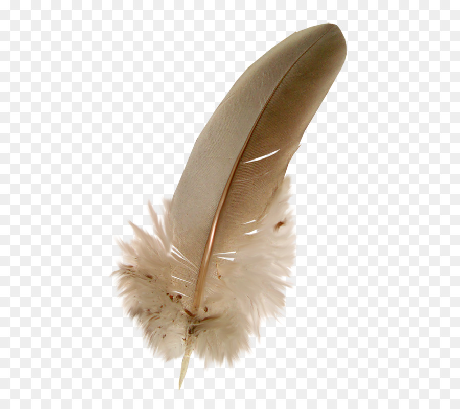 Plume，Oiseau PNG