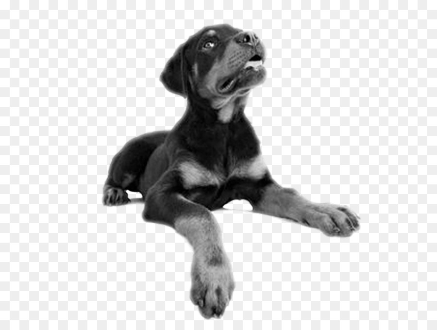 Chiot，Rottweiler PNG