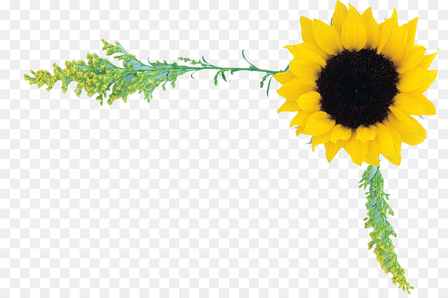 Tournesol Jaune，Feuilles Vertes PNG