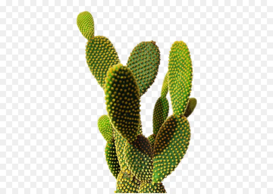 Cactus，Vert PNG