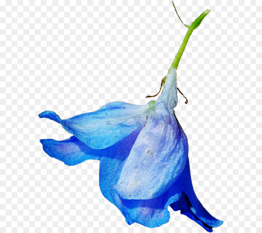 Bleu，Fleur PNG