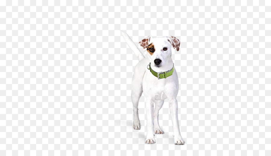 Pasteur Russell Terrier，Terrier De Jack Russell PNG