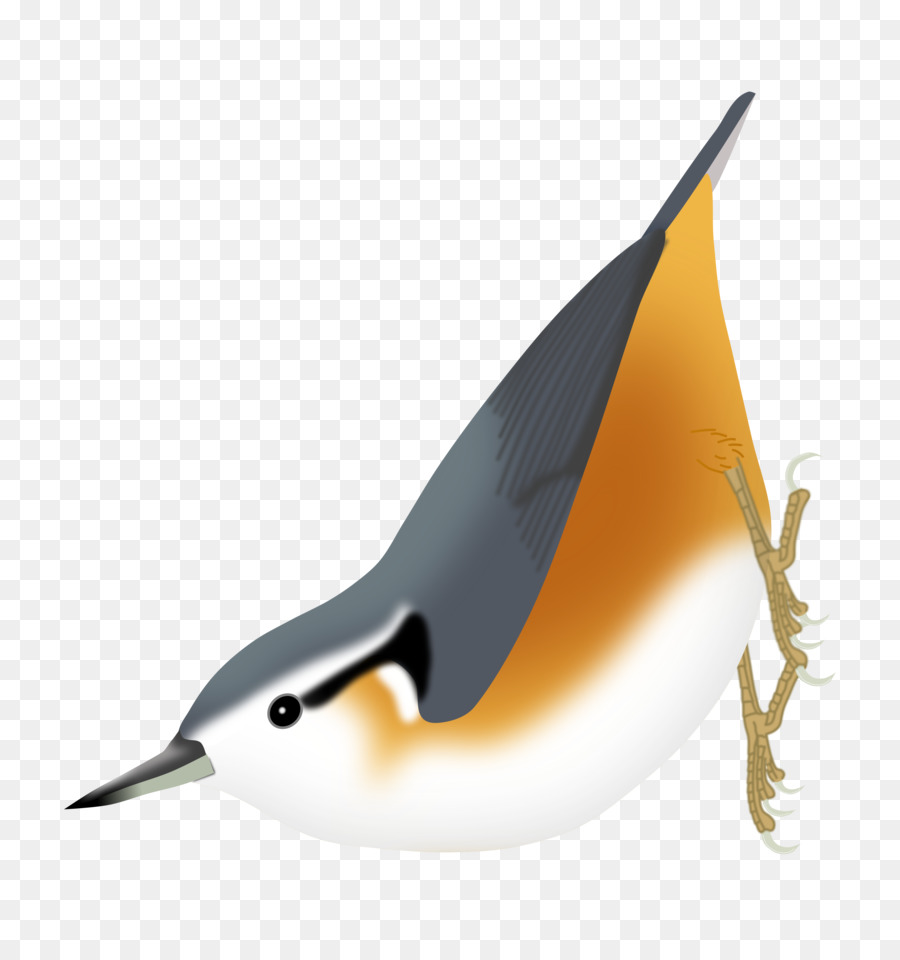 Oiseau，Whitebrowed Sittelle PNG
