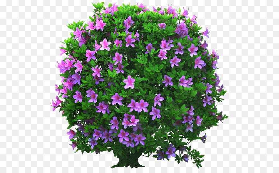 Buisson à Fleurs，Violet PNG