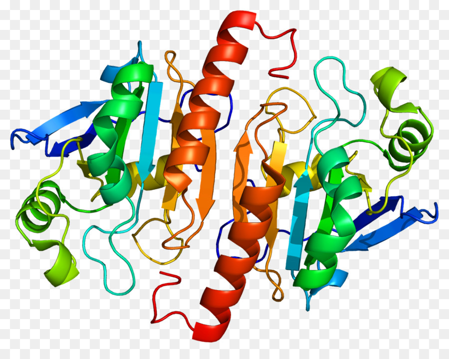 Structure Des Protéines，Biologie PNG