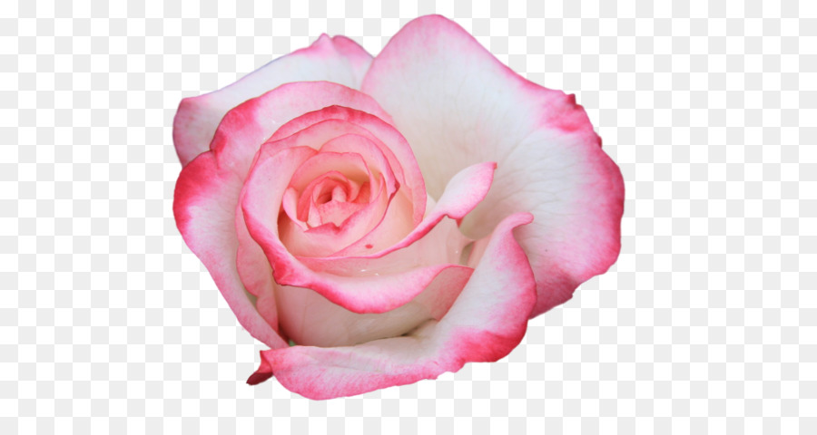 Rose，Floraison PNG