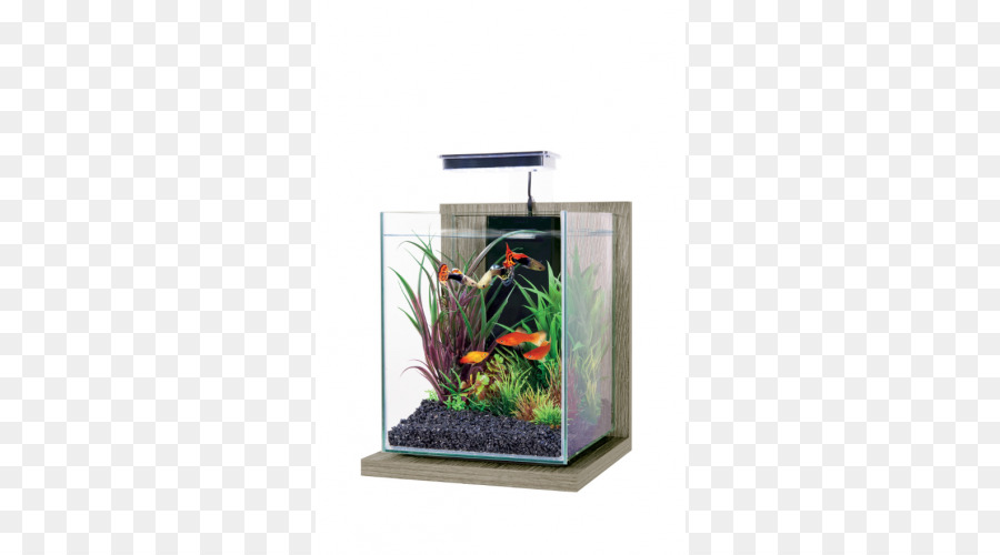 Aquarium，Poissons De Combat Siamois PNG