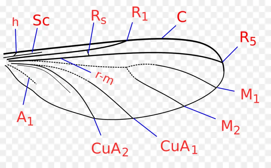 Diagramme Des Ailes D'insecte，Biologie PNG