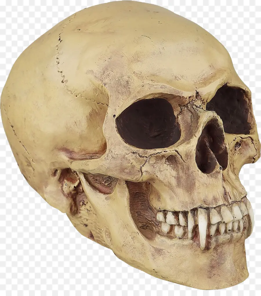 Crâne，Os PNG