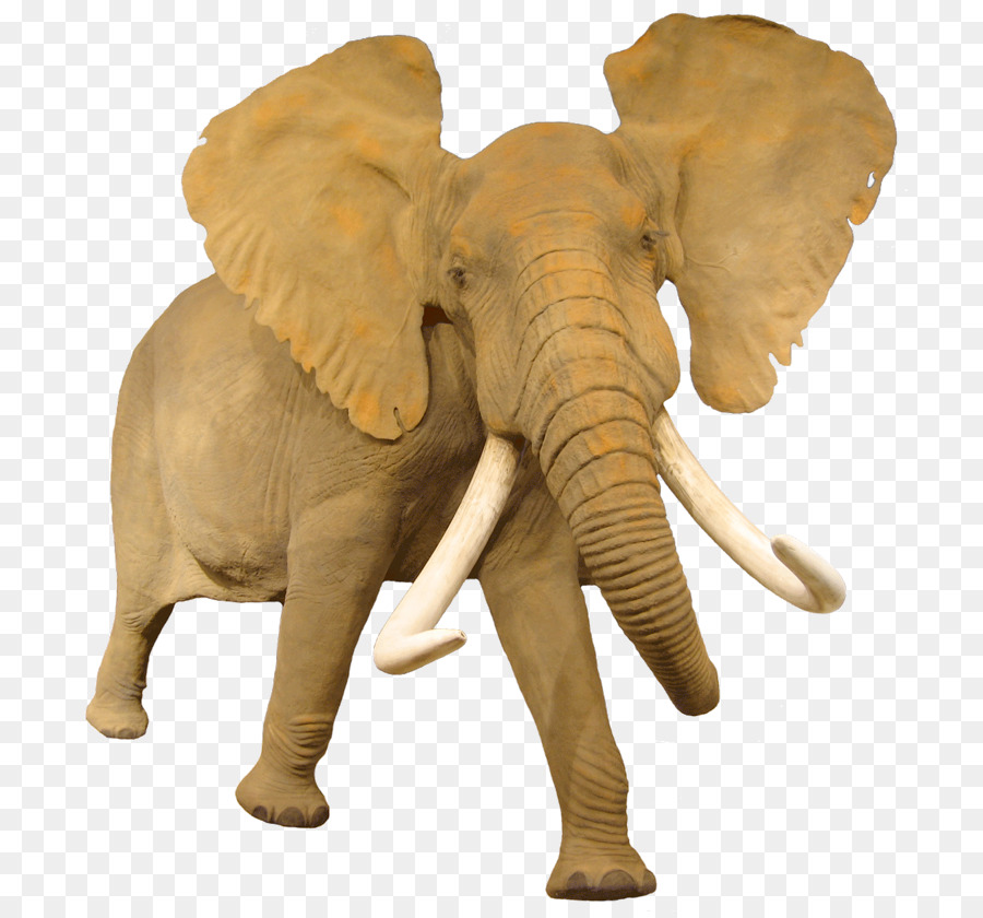 éléphant，Éléphant De Brousse Africain PNG