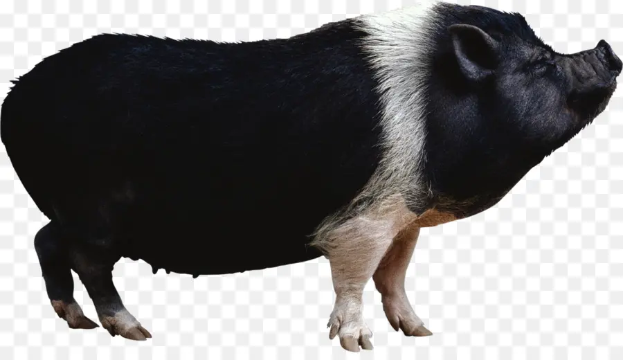 Cochon Noir Et Blanc，Ferme PNG