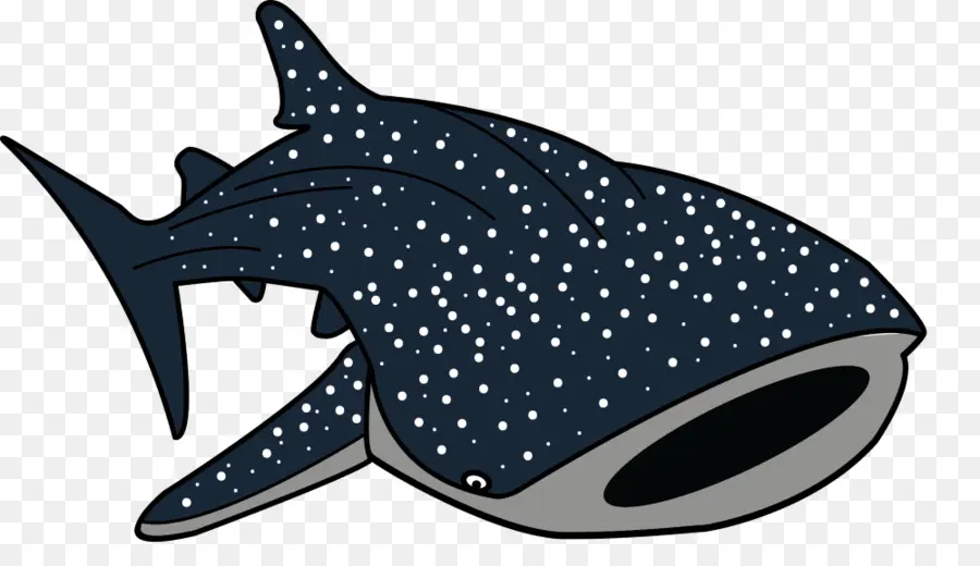 Requin，Requin Baleine PNG