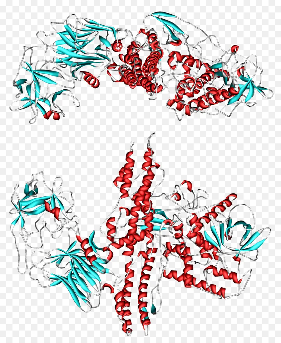 Structure Des Protéines，Molécule PNG