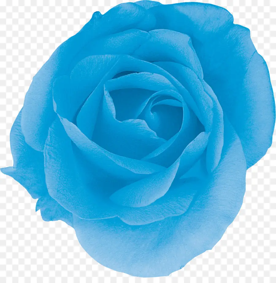 Roses De Centifolia，Rose Bleue PNG