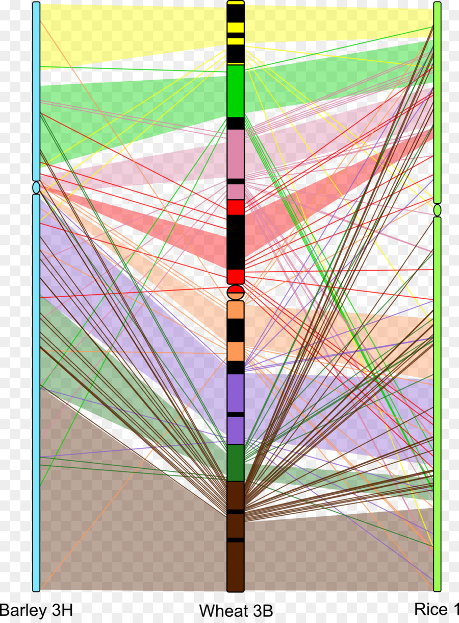 Graphisme，Ligne PNG