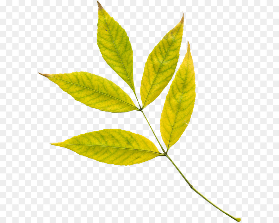 Feuille Jaune，Automne PNG