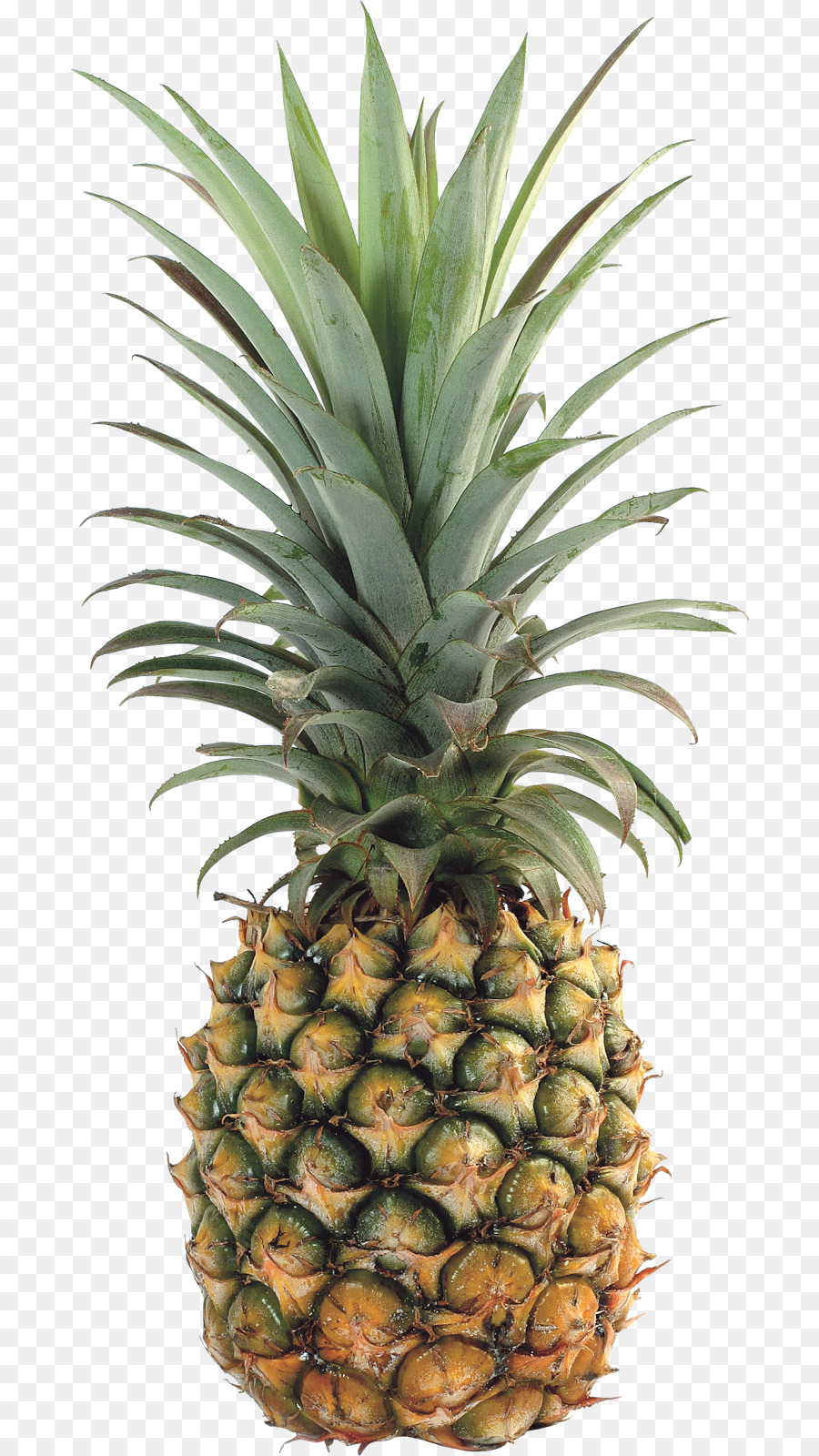 Ananas，Tropical PNG