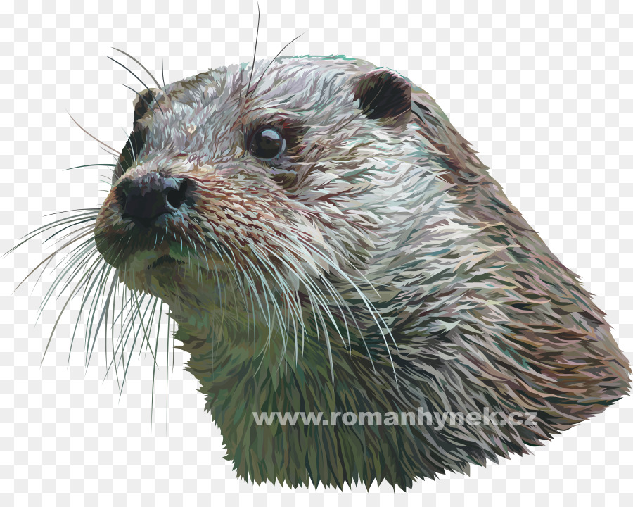 Loutre，Faune PNG