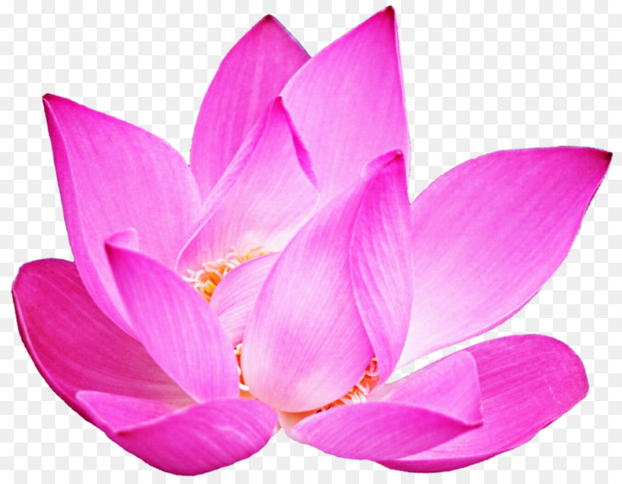 Lotus Rose，Floraison PNG