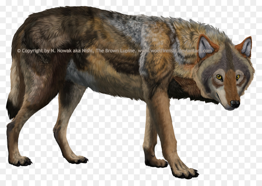 Kunming Loup，Coyote PNG