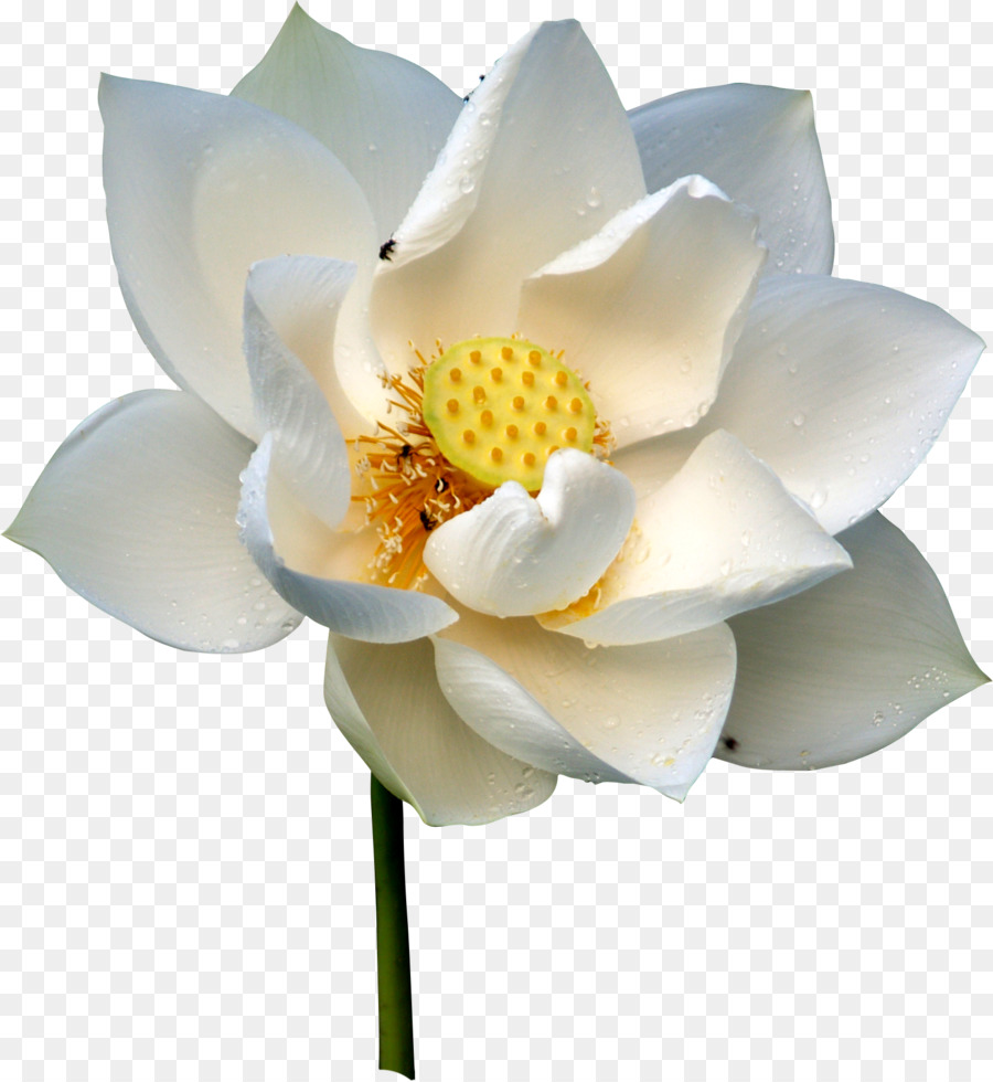 Fleur De Lotus Blanc，Lotus PNG