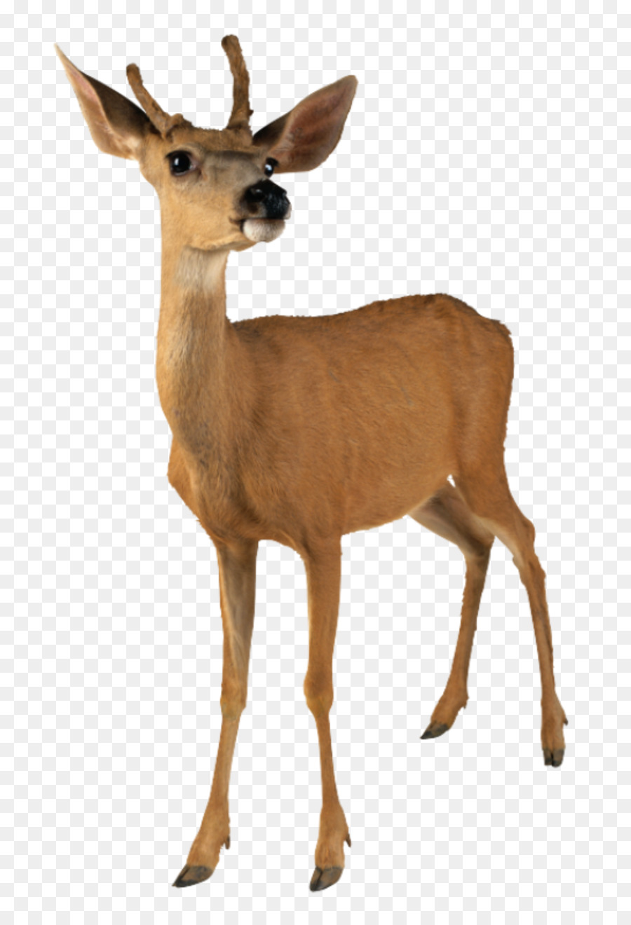 Cerf，Cerf De Virginie PNG