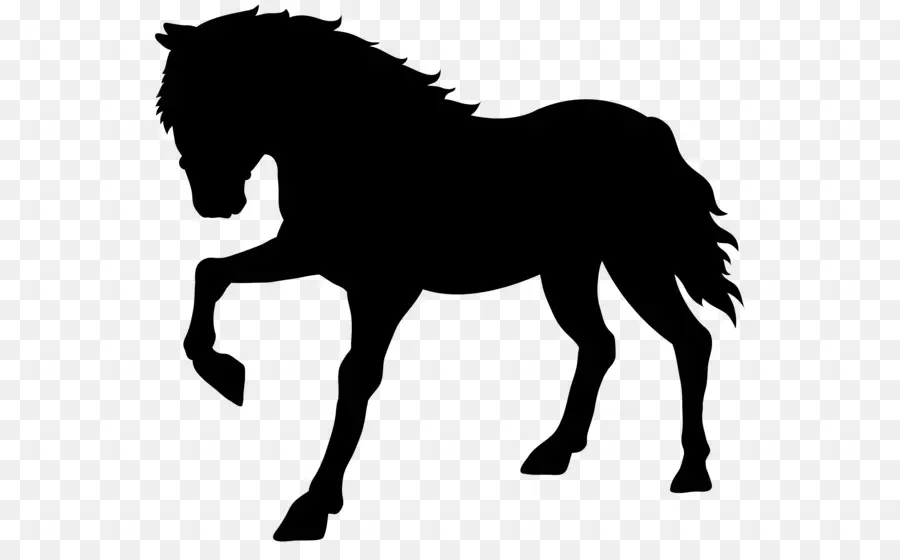 Silhouette De Cheval，Équin PNG