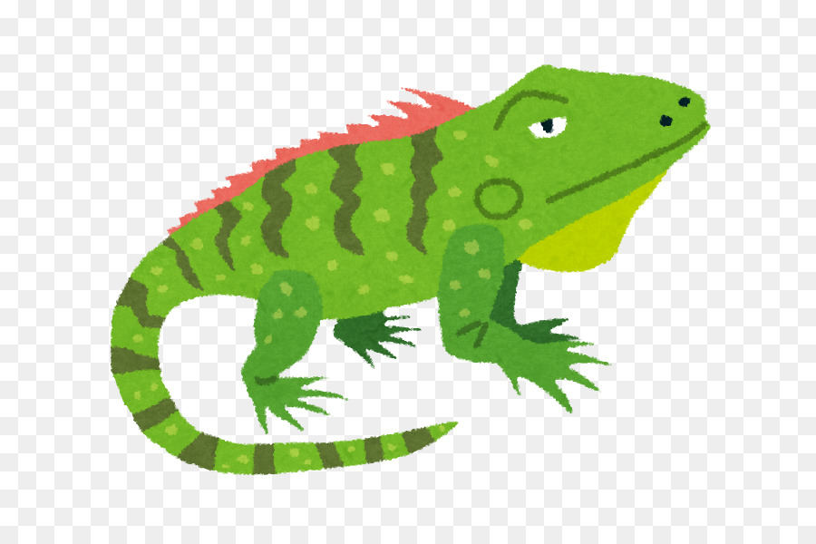 Iguane Vert，Lézard PNG