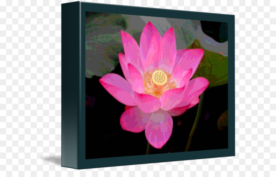 Fleur De Lotus，Floraison PNG