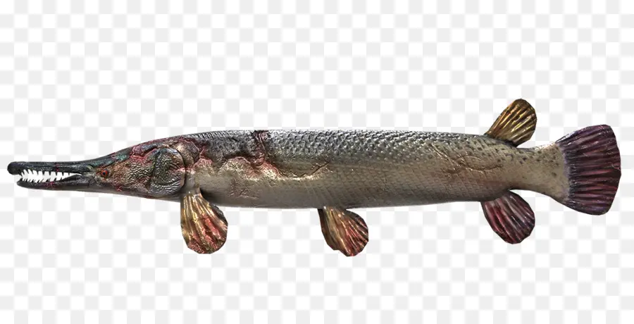 Poisson，Eau PNG