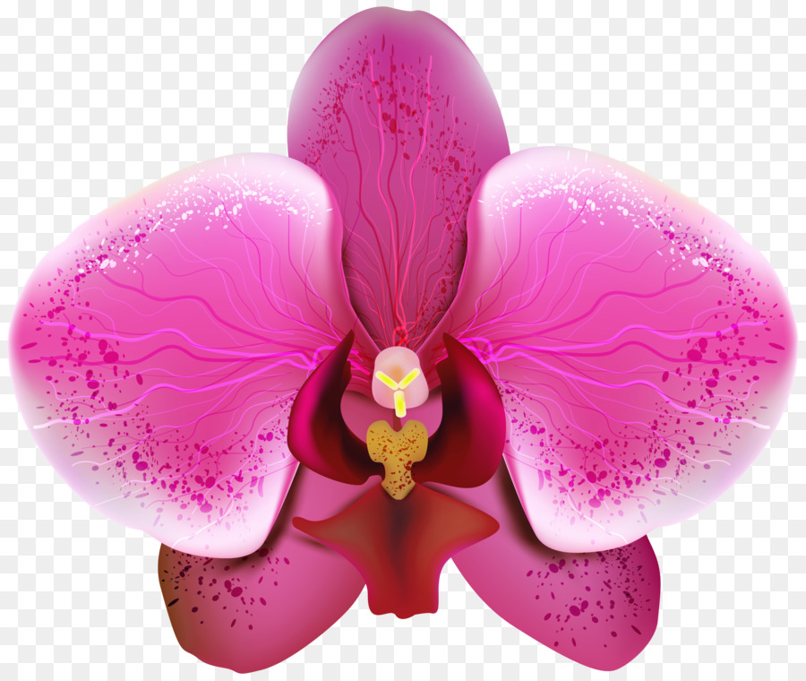 Orchidée，Rose PNG