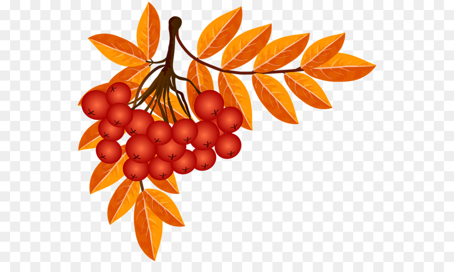 Fruits Rouges，Feuilles PNG