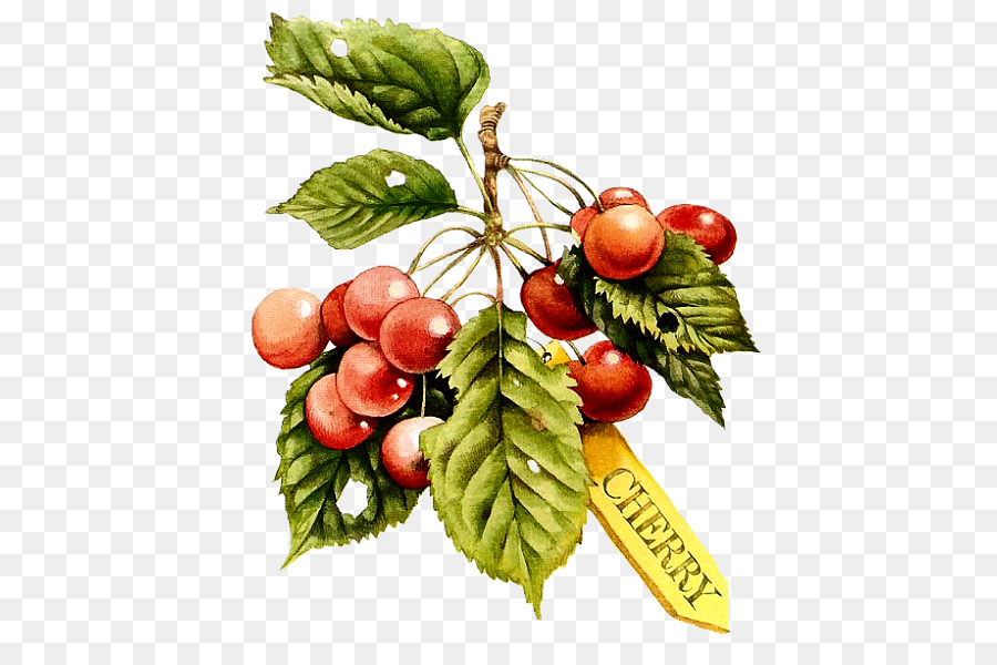 Cerises，Feuilles PNG