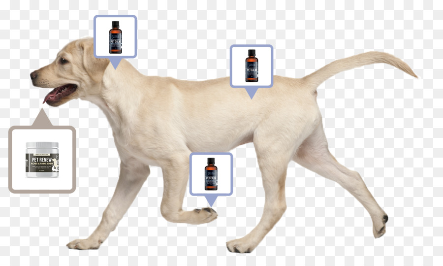 Le Labrador Retriever，St Jean Du Chien D Eau PNG