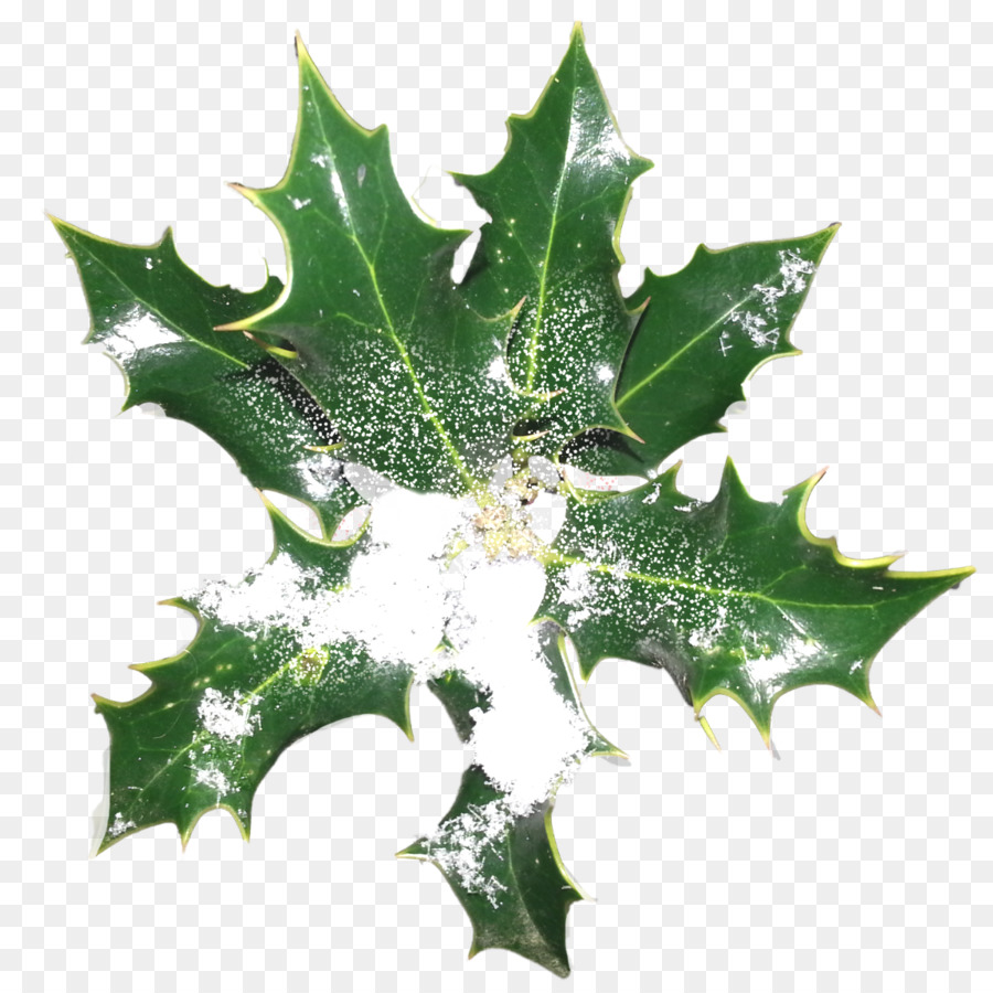 Aquifoliaceae，Usine PNG