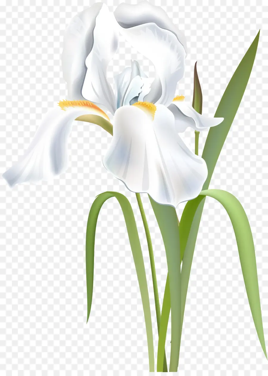 Fleur，Iris PNG