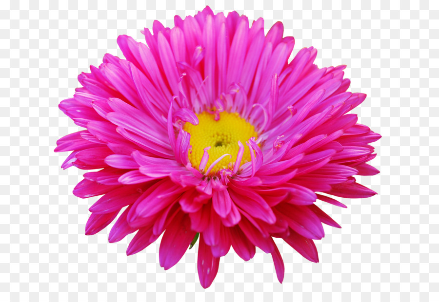 Fleur，Floraison PNG