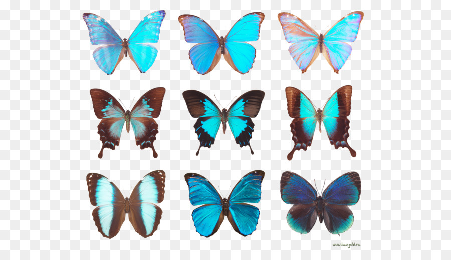 Papillon，Papillon Diagramme PNG