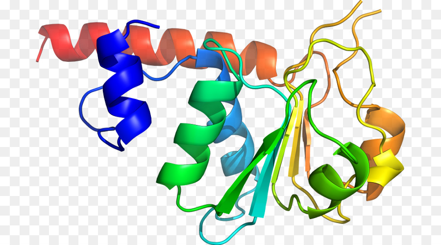 Structure Protéique Colorée，Protéine PNG