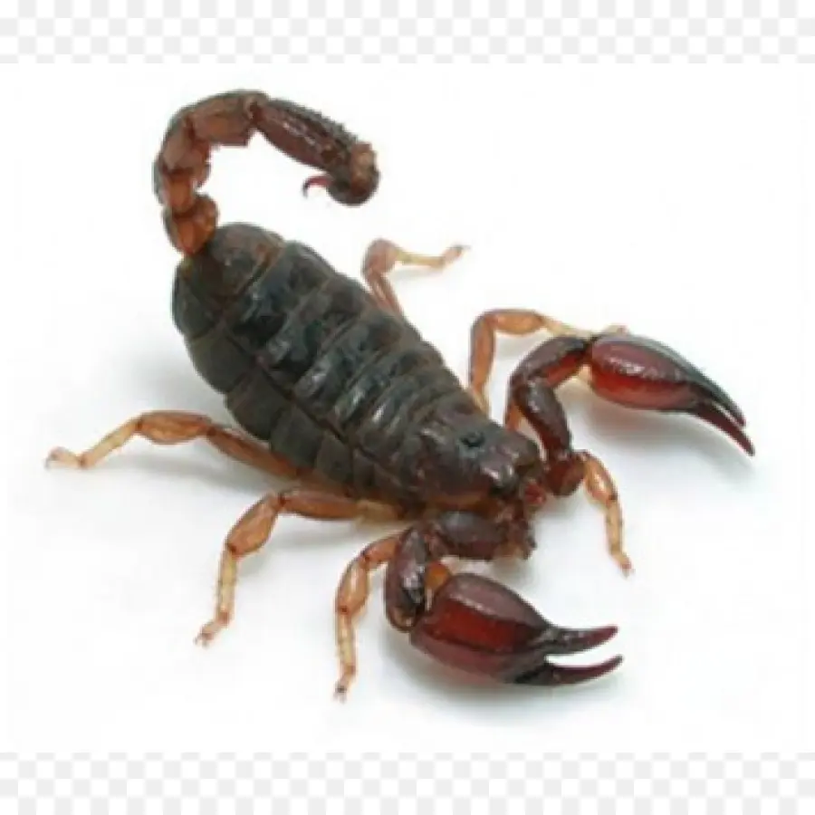 Scorpion，Tenailles PNG