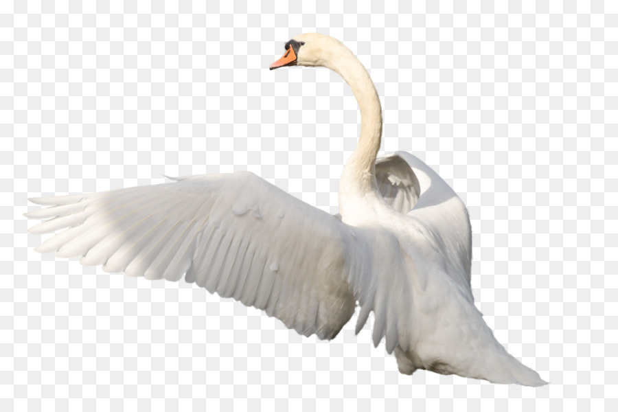 Cygne，Oiseau PNG