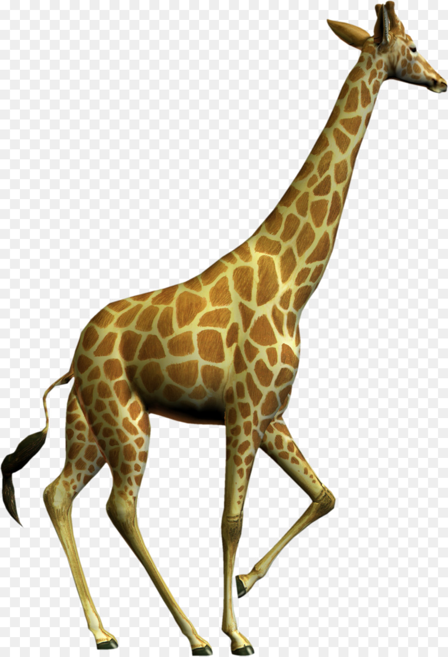 Girafe，Faune PNG