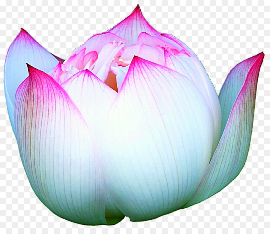 Lotus Rose，Floraison PNG