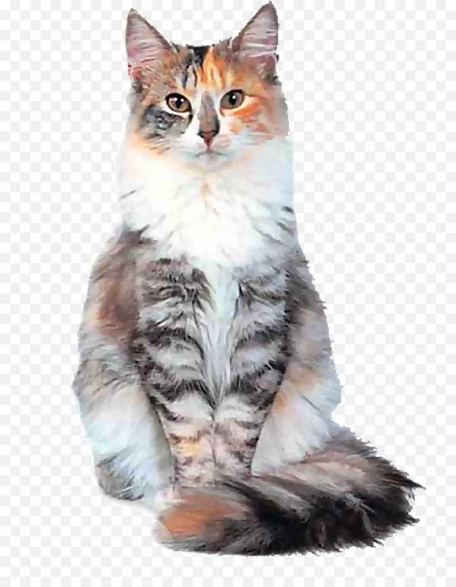 Chat，Animal De Compagnie PNG